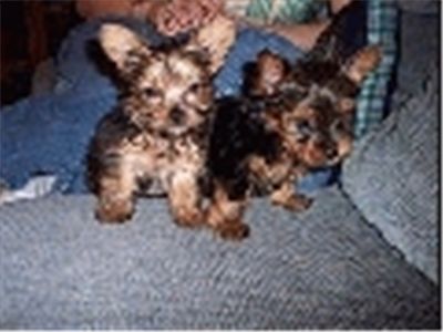 YorkiesareReadyForNewHomeforthisSeasonto